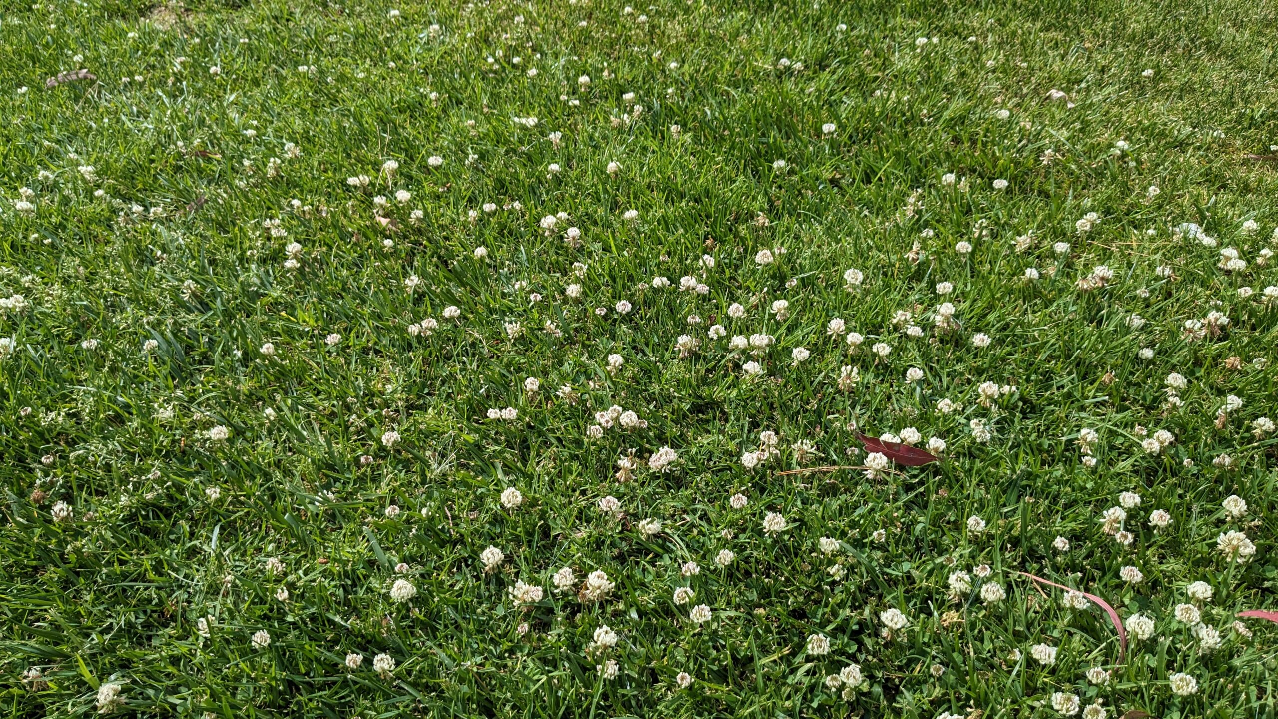 Grass lawn with clover flowers